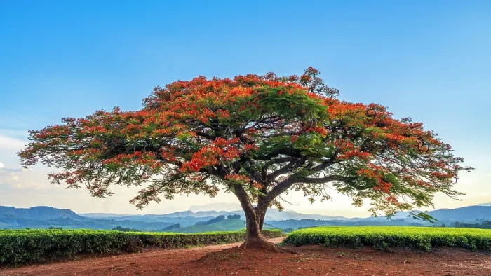 Framed Print : africa, Zimbabwe, Eastern Highlands, Honde Valley. The famous flamboyant tree of Aberfoyle Lodge