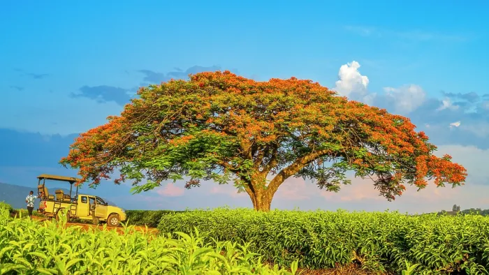 Framed Print : africa, Zimbabwe, Eastern Highlands, Honde Valley. The famous flamboyant tree of Aberfoyle Lodge Framed Print : africa, Zimbabwe, Eastern Highlands, Honde Valley. The famous flamboyant tree of Aberfoyle Lodge