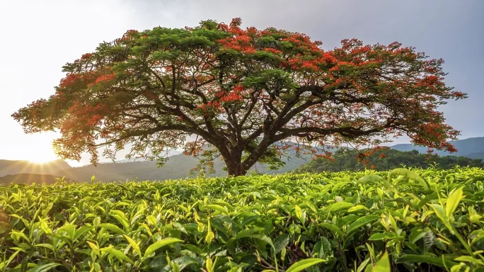 Framed Print : africa, Zimbabwe, Eastern Highlands, Honde Valley. The famous flamboyant tree of Aberfoyle Lodge
