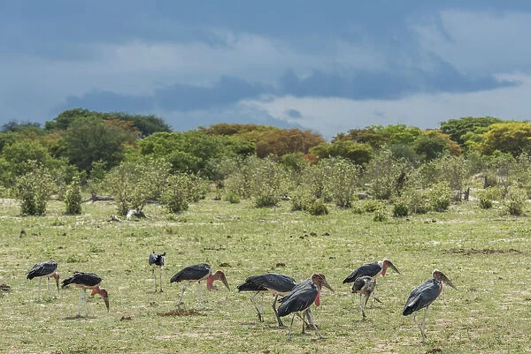 Africa, Zimbabwe, Hwange National park, marabou storks feeding after the rain