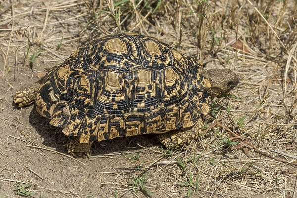 africa, Zimbabwe, Hwange National Park. Leopard tortoise