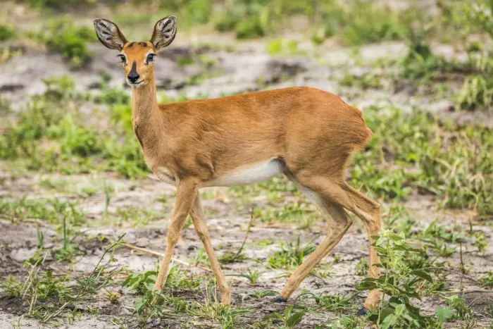 Framed Print : Africa, Zimbabwe, Hwange National park, female steenbuck Framed Print : Africa, Zimbabwe, Hwange National park, female steenbuck