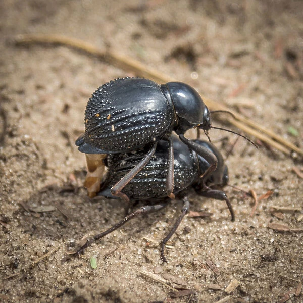 Africa, Zimbabwe, Hwange National park. Dung beetles mating