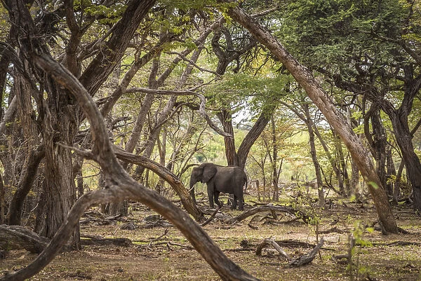 Africa, Zimbabwe, Hwange National park, elephant in the acacia forest