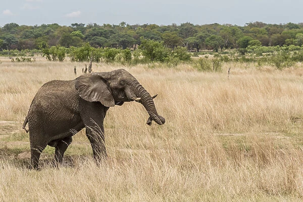 Africa, Zimbabwe, Hwange National park. An elephant at a small mudhole in the bush