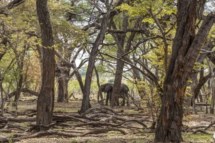 Framed Print : Africa, Zimbabwe, Hwange National park. An elephant in the acacia forest Framed Print : Africa, Zimbabwe, Hwange National park. An elephant in the acacia forest