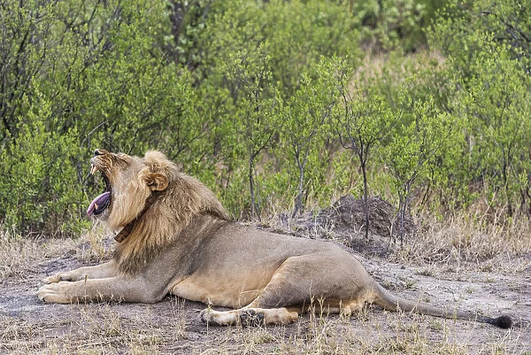 Africa, Zimbabwe, Hwange National park. Male lion yawning