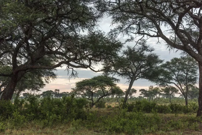 Framed Print : Africa, Zimbabwe, Hwange National park. Early morning light in the savannah Framed Print : Africa, Zimbabwe, Hwange National park. Early morning light in the savannah