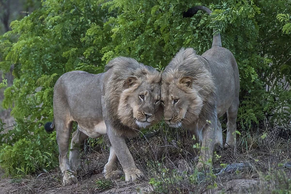 Africa, Zimbabwe, Hwange National park. Two young male lion brothers showing affection