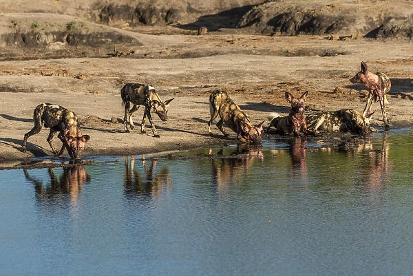 Africa, Zimbabwe, Hwange National park, Pack of African wild dogs at a waterhole