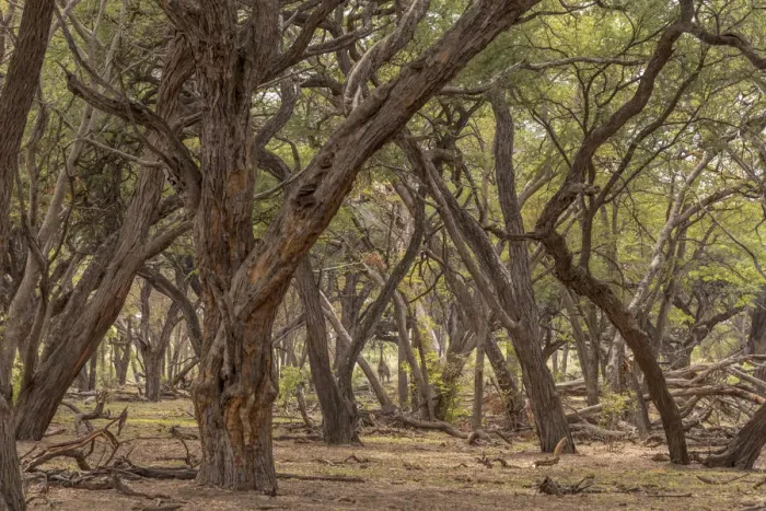 Framed Print : Africa, Zimbabwe, Hwange National park, in the acacia forest Framed Print : Africa, Zimbabwe, Hwange National park, in the acacia forest