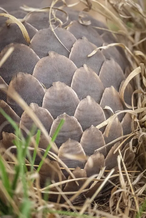 Framed Print : africa, Zimbabwe, Hwange National Park. A ground pangolin hiding in the grass Framed Print : africa, Zimbabwe, Hwange National Park. A ground pangolin hiding in the grass