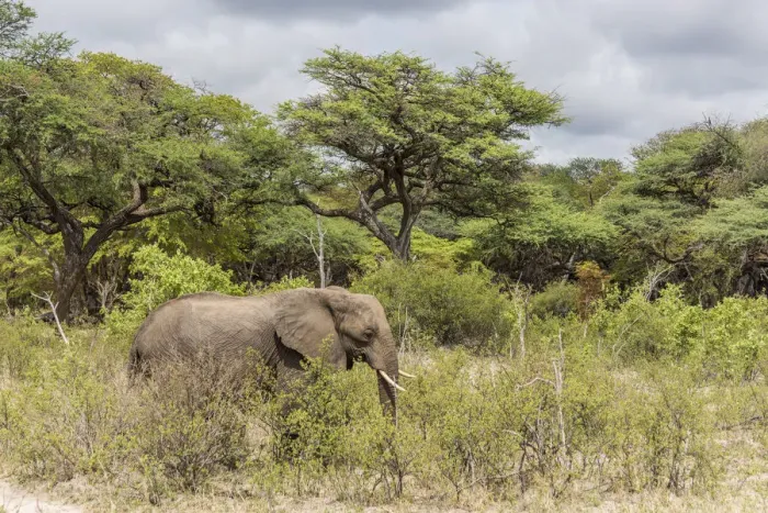 Framed Print : africa, Zimbabwe, Hwange National park, elephant Framed Print : africa, Zimbabwe, Hwange National park, elephant
