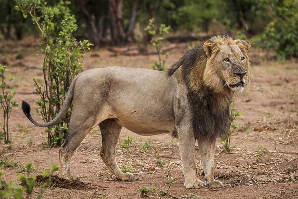 Africa, Zimbabwe, Hwange National park. Male lion