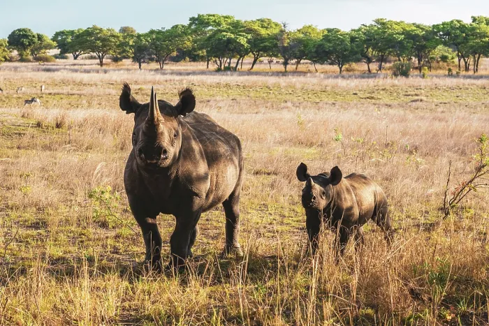 Framed Print : africa, Zimbabwe, Imire Rhino sanctuary. A mother and calf of black rhino Framed Print : africa, Zimbabwe, Imire Rhino sanctuary. A mother and calf of black rhino