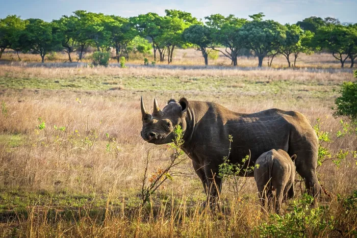 Framed Print : africa, Zimbabwe, Imire Rhino sanctuary. A mother and calf of black rhino Framed Print : africa, Zimbabwe, Imire Rhino sanctuary. A mother and calf of black rhino
