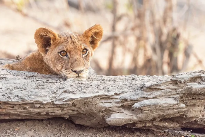Framed Print : africa, Zimbabwe, Mana Pools National Park. Young lion cub resting its head on a log gazing calmly at the camera with curious eyes