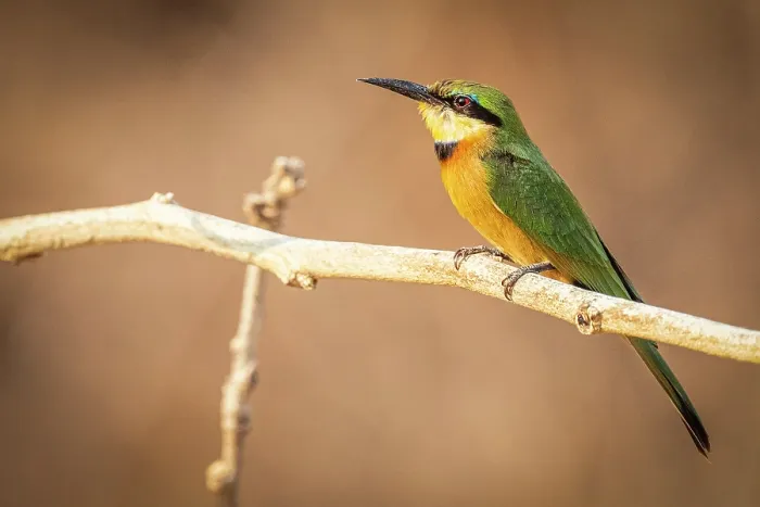 Framed Print : africa, Zimbabwe, Mana Pools National Park. A little bee-eater Framed Print : africa, Zimbabwe, Mana Pools National Park. A little bee-eater