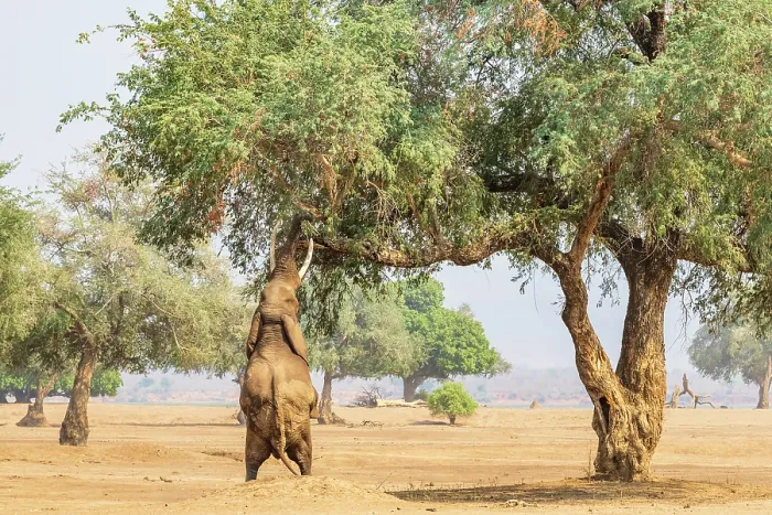 Framed Print : africa, Zimbabwe, Mana Pools National Park. Wild Elephant bull (called Boris) performing the stand up browsing in the Ana tree Framed Print : africa, Zimbabwe, Mana Pools National Park. Wild Elephant bull (called Boris) performing the stand up browsing in the Ana tree