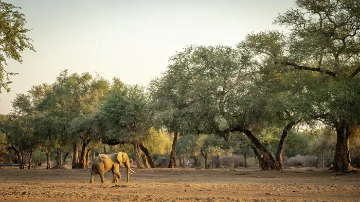 Framed Print : africa, Zimbabwe, Mana Pools National Park. Wild Elephant bull walking in the forest of Ana trees Framed Print : africa, Zimbabwe, Mana Pools National Park. Wild Elephant bull walking in the forest of Ana trees