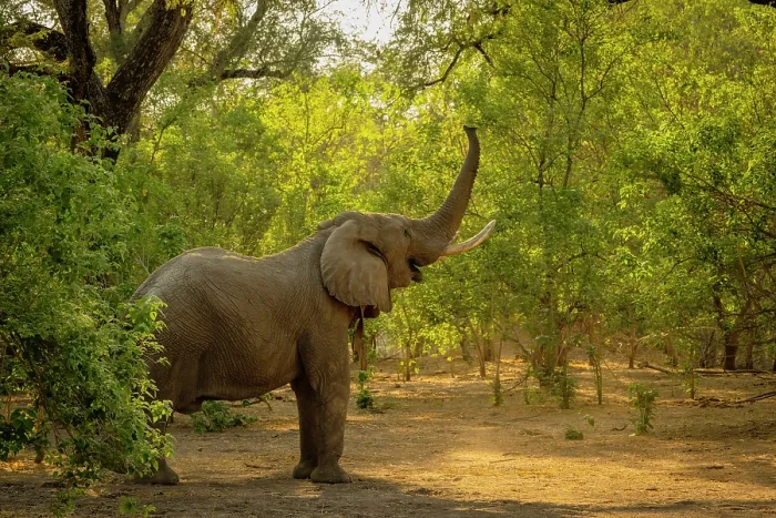 Framed Print : africa, Zimbabwe, Mana Pools National Park. Elephant bull in the forest stretching his trunk for the upper leaves on a tree Framed Print : africa, Zimbabwe, Mana Pools National Park. Elephant bull in the forest stretching his trunk for the upper leaves on a tree