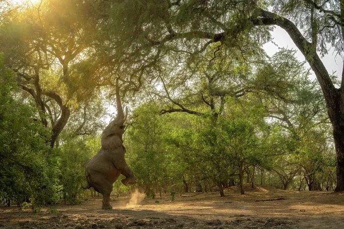 Framed Print : africa, Zimbabwe, Mana Pools National Park. Elephant bull in the forest standing on his hind legs for the upper leaves on a tree in the morning sun Framed Print : africa, Zimbabwe, Mana Pools National Park. Elephant bull in the forest standing on his hind legs for the upper leaves on a tree in the morning sun