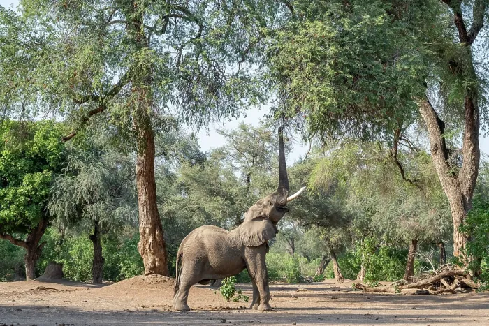 Framed Print : africa, Zimbabwe, Mana Pools National Park. Elephant bull in the forest stretching his trunk for the upper leaves on a tree Framed Print : africa, Zimbabwe, Mana Pools National Park. Elephant bull in the forest stretching his trunk for the upper leaves on a tree