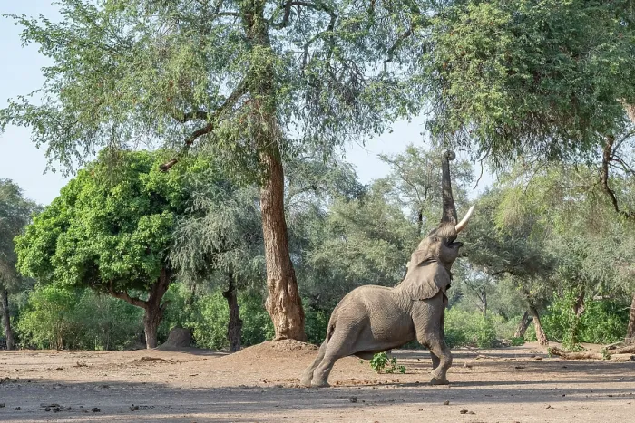 Framed Print : africa, Zimbabwe, Mana Pools National Park. Elephant bull in the forest stretching his trunk for the upper leaves on a tree Framed Print : africa, Zimbabwe, Mana Pools National Park. Elephant bull in the forest stretching his trunk for the upper leaves on a tree