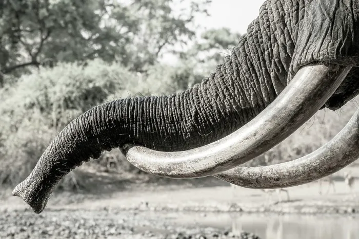 Framed Print : africa, Zimbabwe, Mana Pools National Park. Close up of the trunk relaxing on the tusks of an elephant at the waterhole Framed Print : africa, Zimbabwe, Mana Pools National Park. Close up of the trunk relaxing on the tusks of an elephant at the waterhole