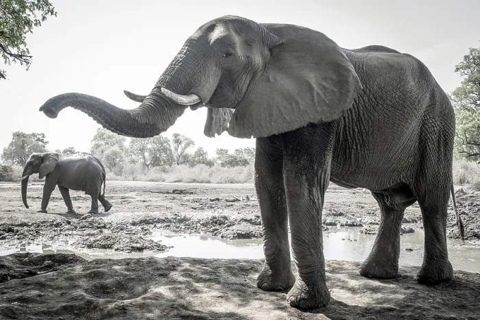 Framed Print : africa, Zimbabwe, Mana Pools National Park. Kanga Expeditions camp and its waterhole with elephants Framed Print : africa, Zimbabwe, Mana Pools National Park. Kanga Expeditions camp and its waterhole with elephants
