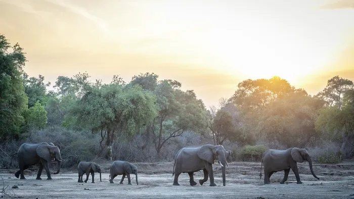 Framed Print : africa, Zimbabwe, Mana Pools National Park. A herd of elephants walking in the dry riverbed