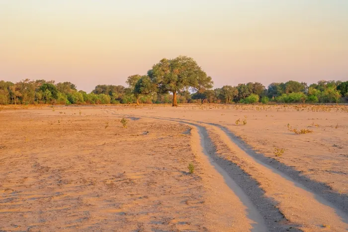 Framed Print : africa, Zimbabwe, Mana Pools National Park. A sand track in a river bed at sunset Framed Print : africa, Zimbabwe, Mana Pools National Park. A sand track in a river bed at sunset