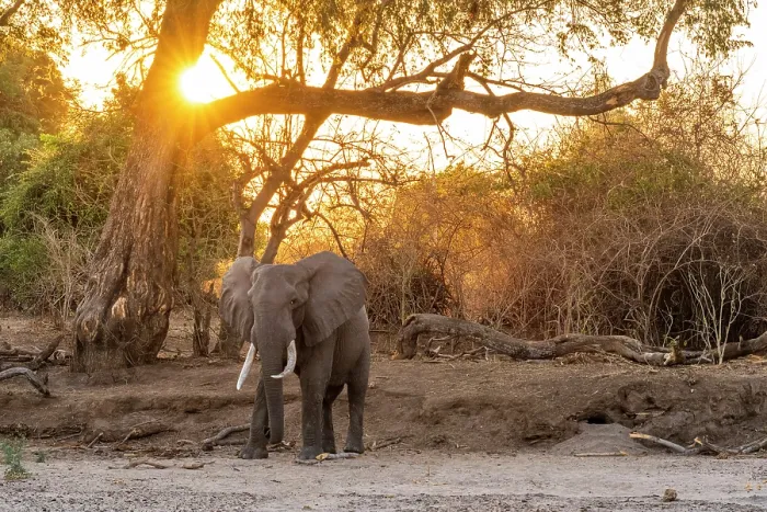 Framed Print : africa, Zimbabwe, Mana Pools National Park. An elephant searching for water in a dry river bed at sunset Framed Print : africa, Zimbabwe, Mana Pools National Park. An elephant searching for water in a dry river bed at sunset
