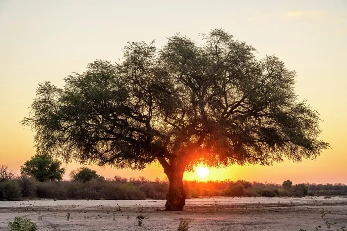 Framed Print : africa, Zimbabwe, Mana Pools National Park. A lone tree in a river bed at sunset
