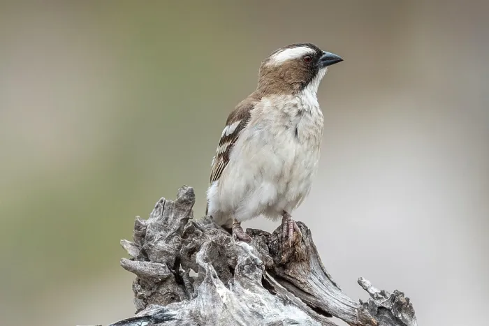 Framed Print : africa, Zimbabwe, Mana Pools National Park. A white browed sparrow weaver Framed Print : africa, Zimbabwe, Mana Pools National Park. A white browed sparrow weaver