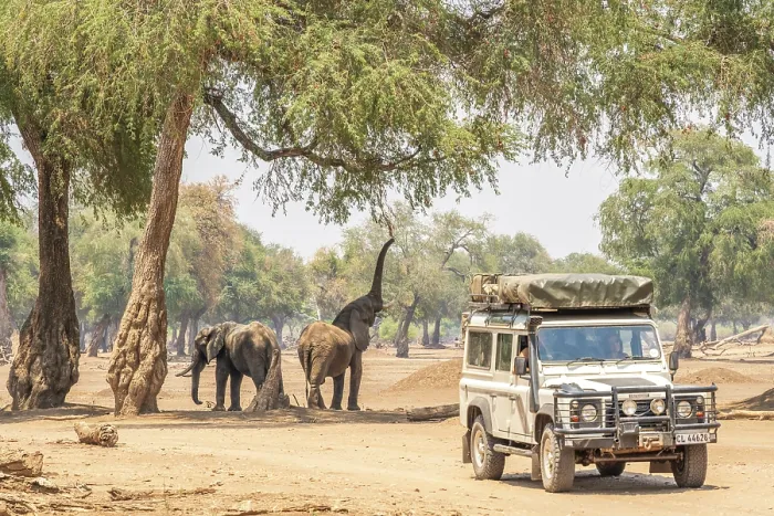 Framed Print : africa, Zimbabwe, Mana Pools National Park. A safari car observing elephants Framed Print : africa, Zimbabwe, Mana Pools National Park. A safari car observing elephants