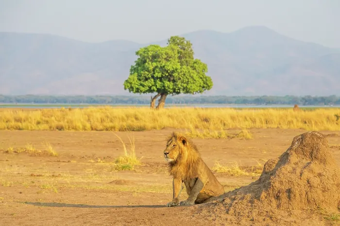 Framed Print : africa, Zimbabwe, Mana Pools National Park. A lone male lion on the river bank near a tree in the morning light Framed Print : africa, Zimbabwe, Mana Pools National Park. A lone male lion on the river bank near a tree in the morning light