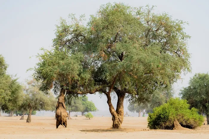 Framed Print : africa, Zimbabwe, Mana Pools National Park. Wild Elephant bull (called Boris) performing the stand up browsing in the Ana tree Framed Print : africa, Zimbabwe, Mana Pools National Park. Wild Elephant bull (called Boris) performing the stand up browsing in the Ana tree