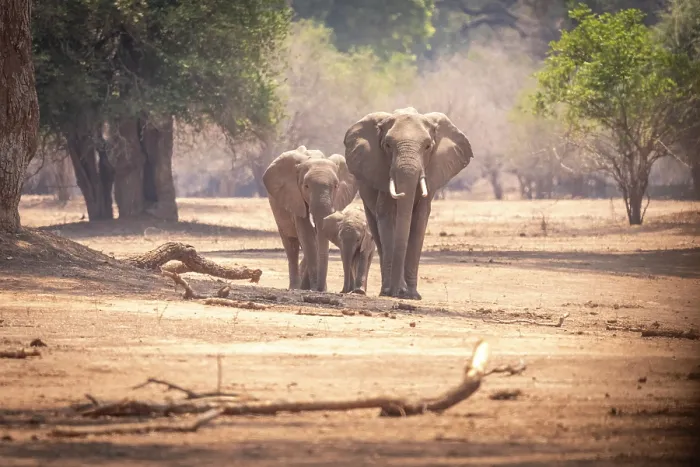 Framed Print : africa, Zimbabwe, Mana Pools National Park. An elephant family Framed Print : africa, Zimbabwe, Mana Pools National Park. An elephant family