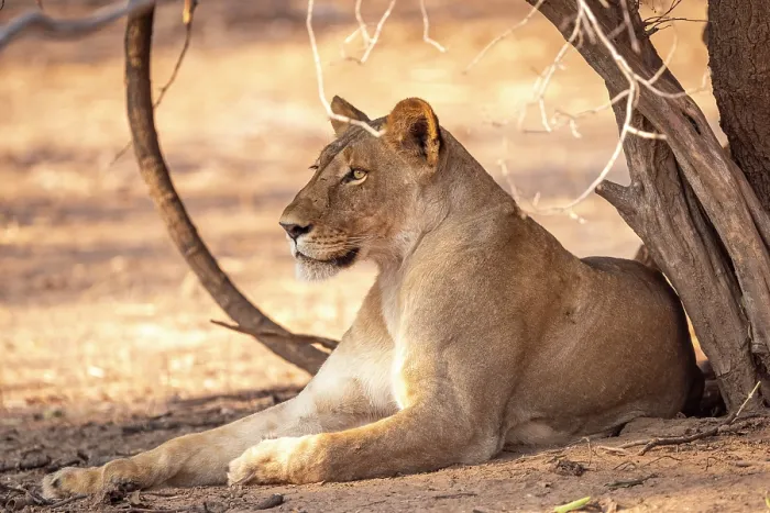 Framed Print : africa, Zimbabwe, Mana Pools National Park. A female lion Framed Print : africa, Zimbabwe, Mana Pools National Park. A female lion