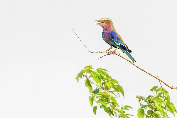 Framed Print : africa, Zimbabwe, Mana Pools National Park. A Lilac breasted roller on a branch. Sitting Framed Print : africa, Zimbabwe, Mana Pools National Park. A Lilac breasted roller on a branch. Sitting