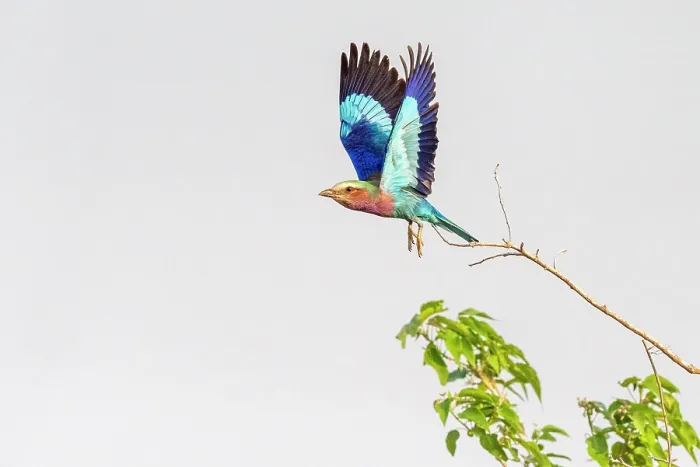 Framed Print : africa, Zimbabwe, Mana Pools National Park. A Lilac breasted roller flying Framed Print : africa, Zimbabwe, Mana Pools National Park. A Lilac breasted roller flying