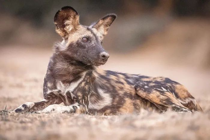 Framed Print : africa, Zimbabwe, Mana Pools National Park. An African wild dog sitting on the ground Framed Print : africa, Zimbabwe, Mana Pools National Park. An African wild dog sitting on the ground