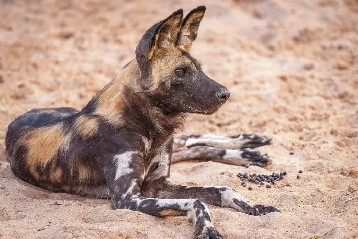 Framed Print : africa, Zimbabwe, Mana Pools National Park. An African wild dog sitting on the ground Framed Print : africa, Zimbabwe, Mana Pools National Park. An African wild dog sitting on the ground