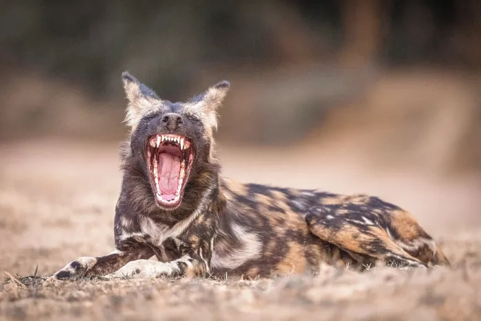 Framed Print : africa, Zimbabwe, Mana Pools National Park. An African wild dog sitting on the ground and yawning