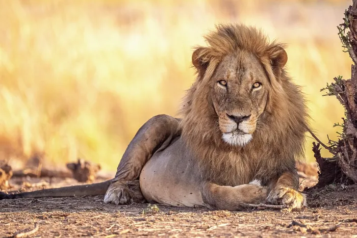 Framed Print : africa, Zimbabwe, Mana Pools National Park. A beautiful male lion in the morning light Framed Print : africa, Zimbabwe, Mana Pools National Park. A beautiful male lion in the morning light