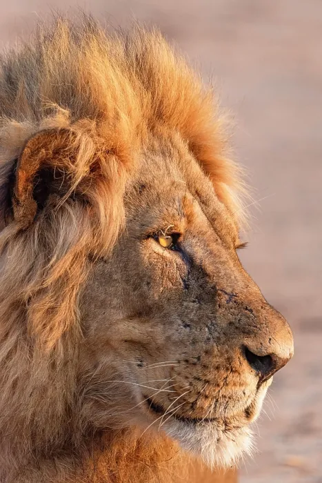 Framed Print : africa, Zimbabwe, Mana Pools National Park. A beautiful male lion in the morning light Framed Print : africa, Zimbabwe, Mana Pools National Park. A beautiful male lion in the morning light