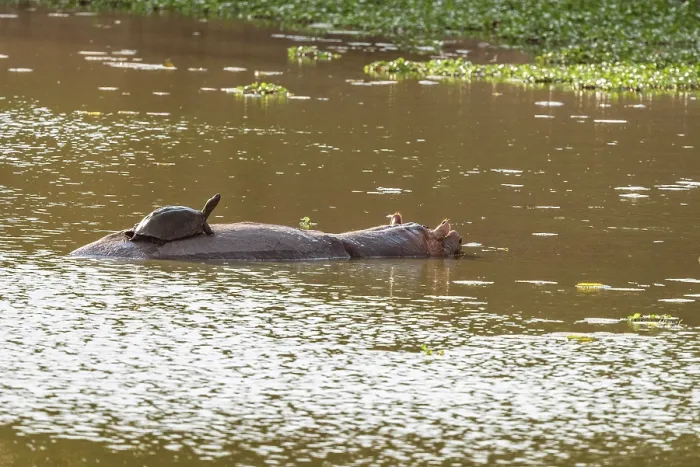 Framed Print : africa, Zimbabwe, Mana Pools National Park. The very rare sight of a Terrapin riding on the back of a hippo Framed Print : africa, Zimbabwe, Mana Pools National Park. The very rare sight of a Terrapin riding on the back of a hippo