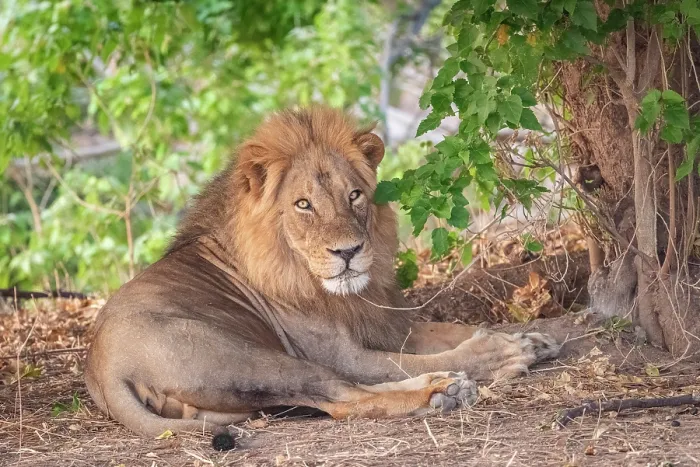 Framed Print : africa, Zimbabwe, Mana Pools National Park. A male lion lying in a bush Framed Print : africa, Zimbabwe, Mana Pools National Park. A male lion lying in a bush