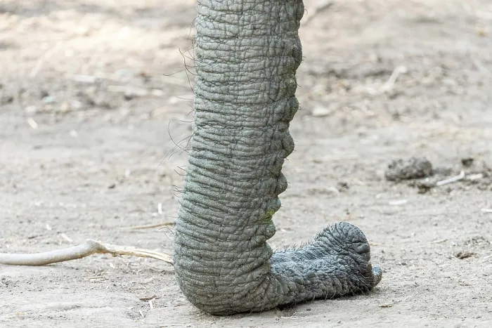 Framed Print : africa, Zimbabwe, Mana Pools National Park. The trunk of an elephant relaxing on the ground Framed Print : africa, Zimbabwe, Mana Pools National Park. The trunk of an elephant relaxing on the ground